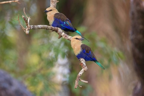 Blue-bellied roller (Coracias cyanogaster), Roller family, Marakissa Area, Marakissa, South Bank,