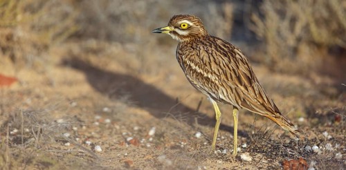 Curlew, Animals, Birds, (Burhinus oedicnemus), Biotope, Habitat, Foraging, Curlew family, Canary