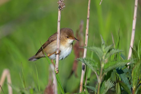 Reed Warbler, subspecies scirpaceus, (Acrocephalus scirpaceus scirpaceus), (Acrocephalus