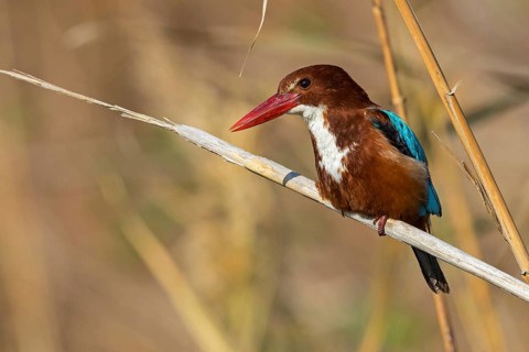 Brown kingfisher, (Halcyon smyrnensis), family of kingfishers, on perch, animals, birds, Israel,