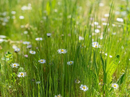 Daisies, daisies (Bellis perennis) between grasses, Offenbach am Main, Lower Saxony, Germany,