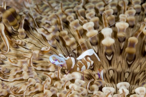 Partner shrimp in anemone, Periclimenes magnificus, Raja Ampat, West Papua, Indonesia, Asia