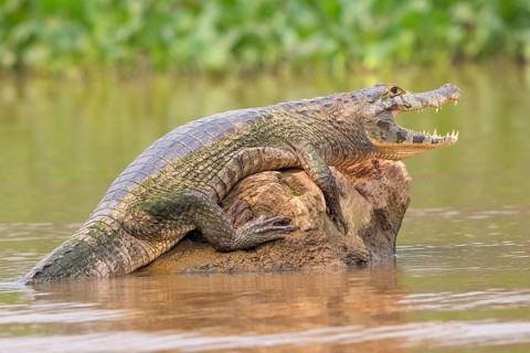 Spectacled caiman (Caiman crocodilus yacara), Crocodile (Alligatoridae), crocodile (Crocodylia),