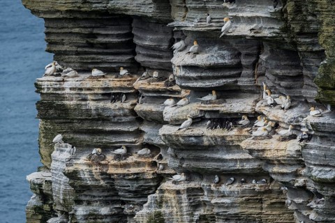 Northern gannet (Morus bassanus) in a breeding colony, Westray, Orkney Islands, Scotland, Great