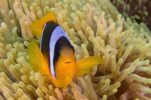 Red sea anemonefish (Amphiprion bicinctus)