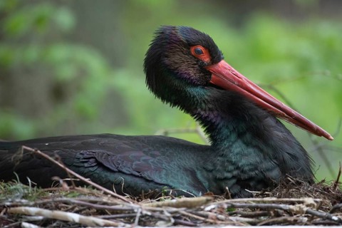Black stork (Ciconia nigra)