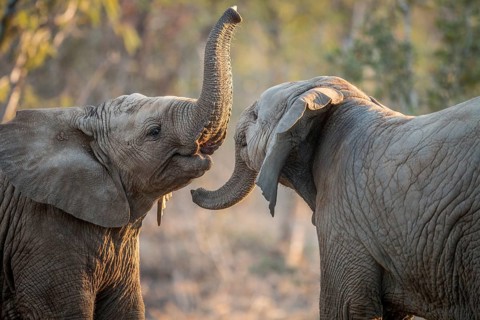 Elephants playing in the Kruger National Park, South Africa, Africa