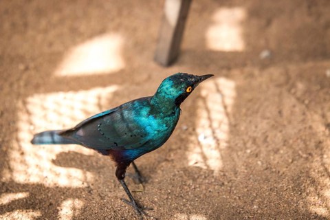Cape glossy starling in the Kruger National Park, South Africa, Africa