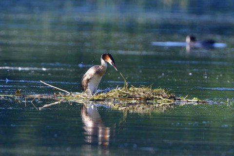 A Great Crested Grebe (Podiceps cristatus) on a nest.Great Crested Grebe on its nest