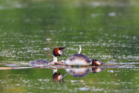 Pairing of the Great crested grebe. Great crested grebe mating