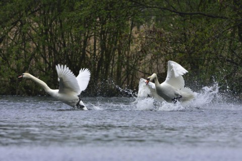Mute swan in fight. Mute swans in defence of their territory