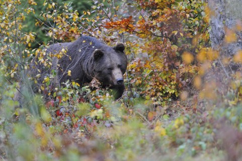Brown bear, Bavarian Forest National Park, Germany, European Brown bear, Europe