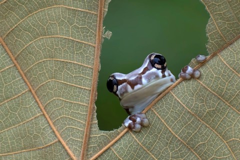 Milk frog peeping from a hole in a dried leaves