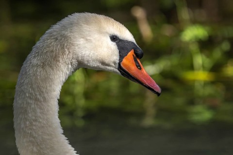 Mute Swan (Cygnus olor) portrait in the sunlight. Bas-Rhin, Collectivite europeenne d'Alsace, Grand