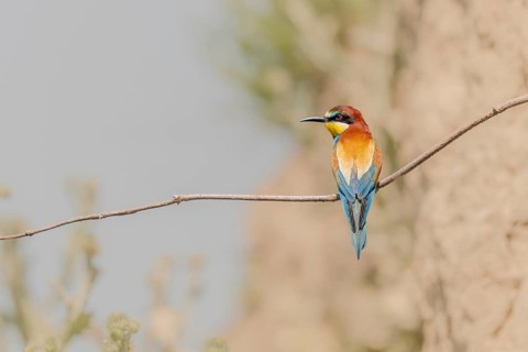 European bee-eater (Merops apiaster) on a branch. Kaiserstuhl, Emmendingen, Fribourg-en-Brisgau,