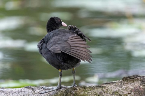 Eurasian Coot (Fulica atra) coming to feed its chicks. Bas Rhin, Alsace, France, Europe