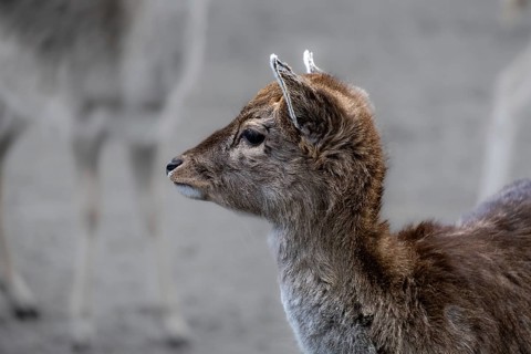 Portrait of a young fallow deer