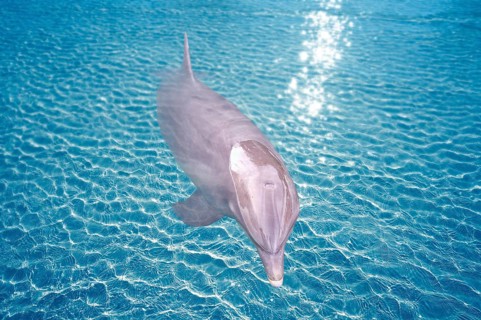 Dolphin in blue turquoise water photomount outdoor