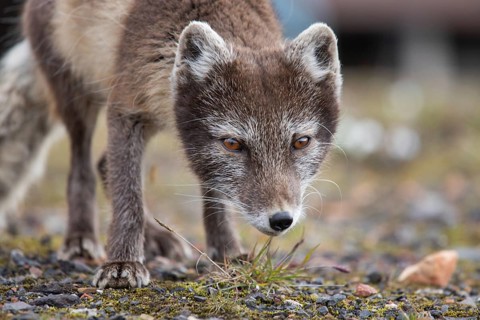 Close-up of an Arctic fox on Spitsbergen (Vulpes lagopus)