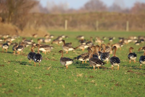 Tundra shelduck (Anser fabalis)