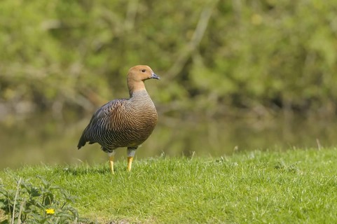 Female Magellanic Goose (Chloephaga picta)