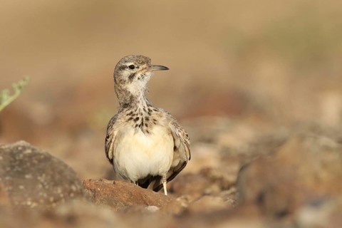 Desert Sandpiper Lark (Alaemon alaudipes)