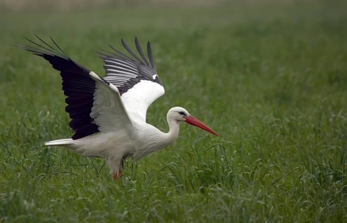White stork (Ciconia ciconia)