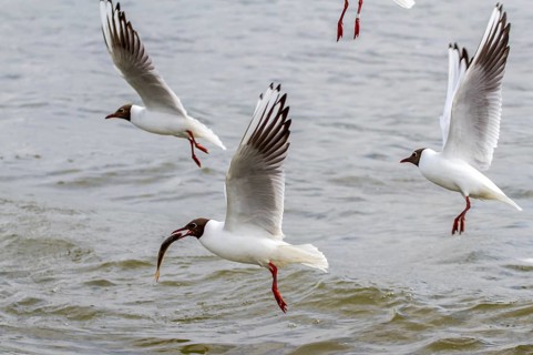 Black-headed gull with fish (Larus ridibundus)