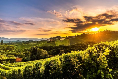Vineyards in Slovenia close to the border with Austria south styria. tourist destination