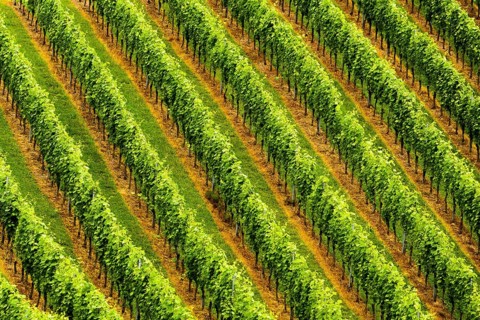 Beautiful rows of grapes before harvesting. Austria Slovenia area Sulztal, Gamliz, Spicnik.