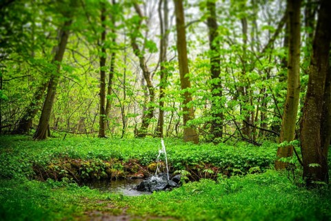 Small fountain in a green forest in the spring with moist on the leaves