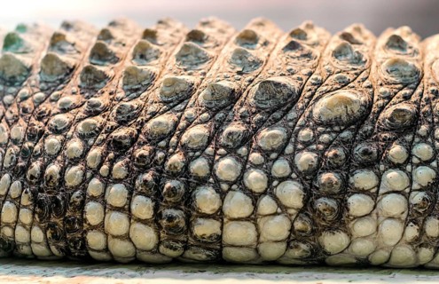 Alligator crocodile skin detail pattern close up