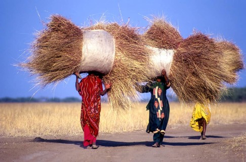 Women carrying sheaves on head at Sasan Gir, Gujarat, India, Asia