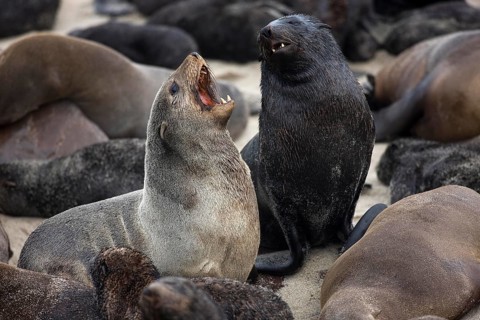 South African Fur Seal (arctocephalus pusillus), Females at Cape Cross in Namibia