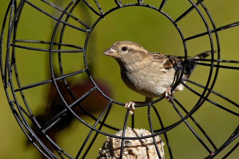 Sparrow in the feeding ring