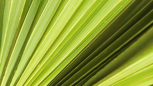 Palm leaf texture for background. Summer holiday and tropical nature concept