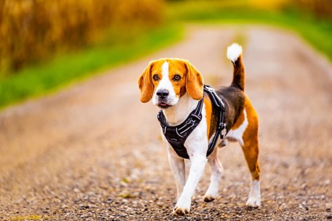 Beagle dog walks down a path between fields. Dog outdoors portrait