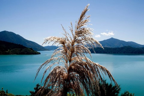 View Marlborough New Zealand South Island Ocean