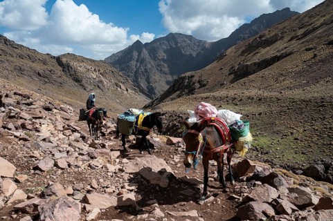 TOUBKAL NATIONAL PARK, MOROCCO - SEPTEMBER 30, 2024: Men on mules at the trail to Toubkal, the