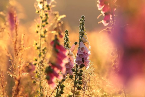 Purple foxglove, Digitalis purpurea during sunrise