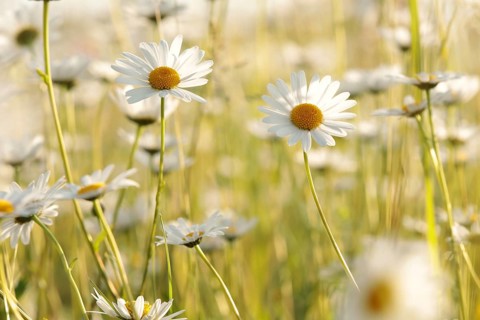 Daisies on a spring meadow at dawn