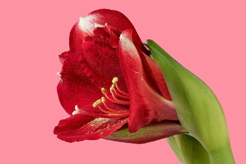 Knight's star hybrid on a pink background, incorrectly labelled as Amaryllis Red Hippeastrum hybrid