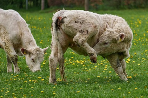 Calf raises its leg on a green pasture with dandelions, another calf nearby, weseke, münsterland,