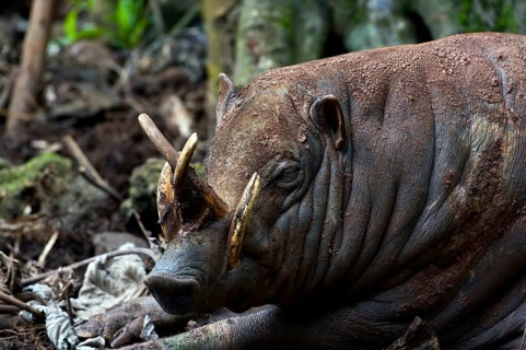 Close up photo of a Babirusa Sulawesi Utara (Babyrousa celebensis)