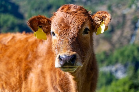 Close-up of a veal in a prairie