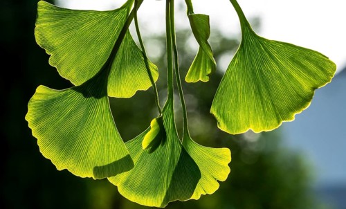 Green ginkgo leaves. Gingko foliage backlit. Close up