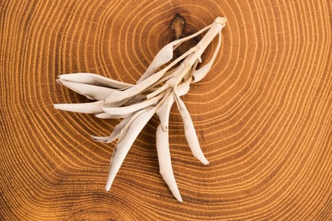 Dried white sage