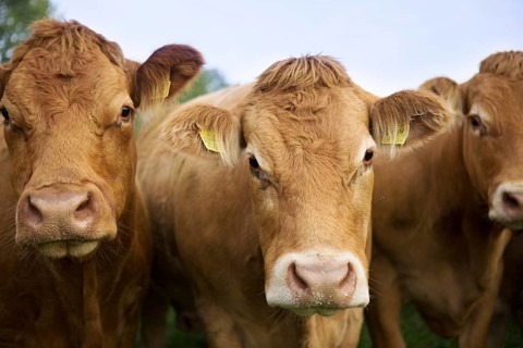 Cows in a paddock in Schleswig Holstein, Germany, Europe