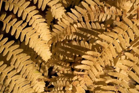 Fern, Weser Uplands, Hesse, Germany, Europe