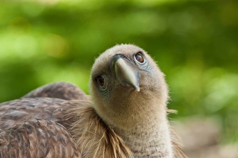 Young griffon vulture (Gyps fulvus)